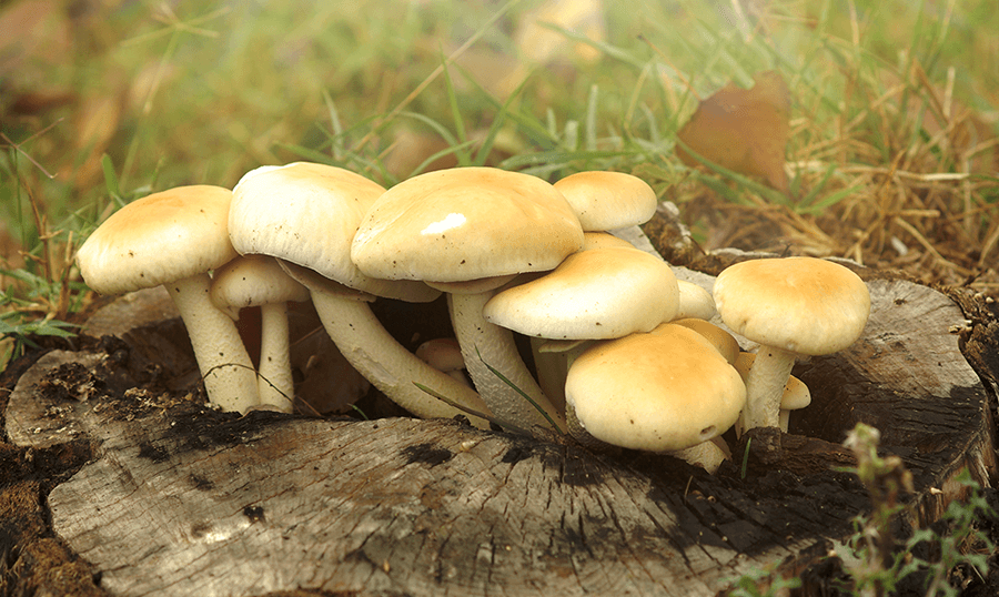 Agrocybe cylindracea