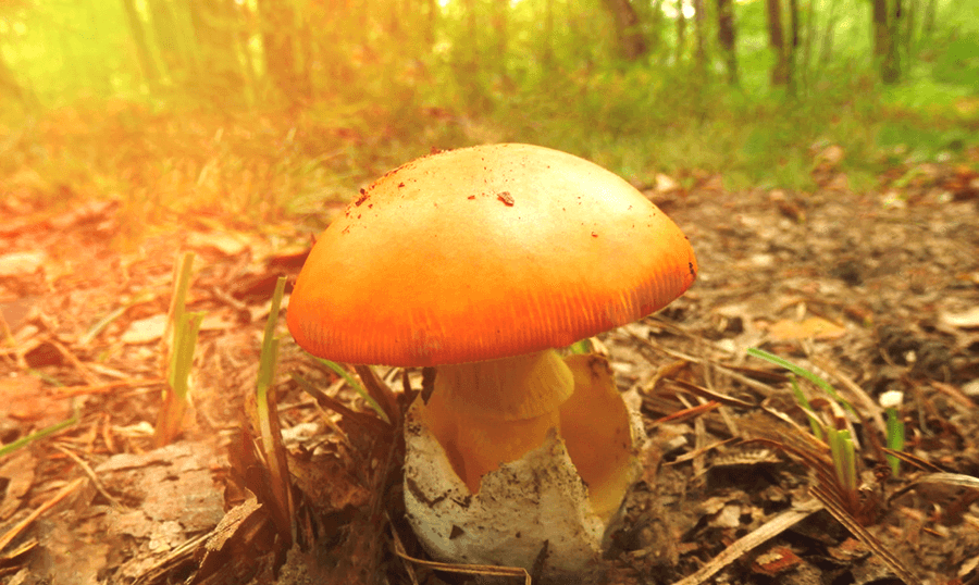 Amanita caesarea