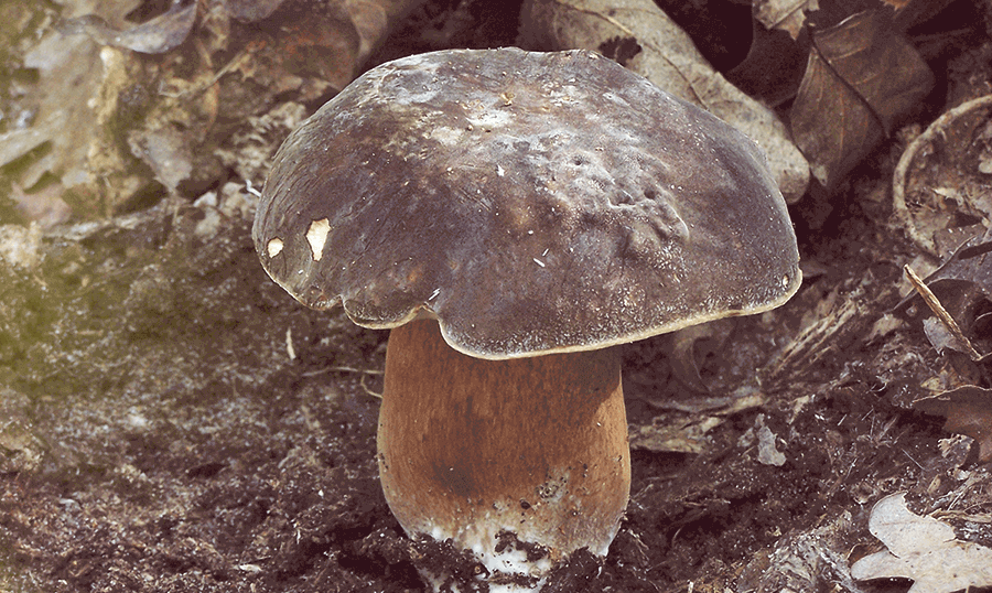 Boletus aereus