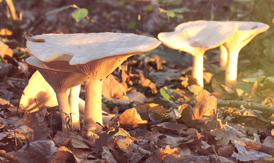 Clitocybe geotropa Mycology in Cazorla Segura and las Villas