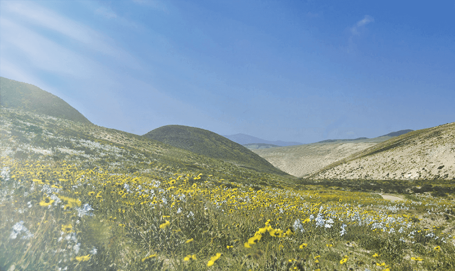 Atacama Flowering Desert