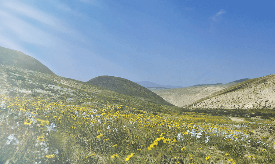 Desierto Florido Atacama