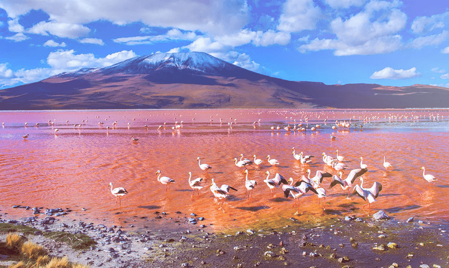 Flamencos en Laguna Colorada