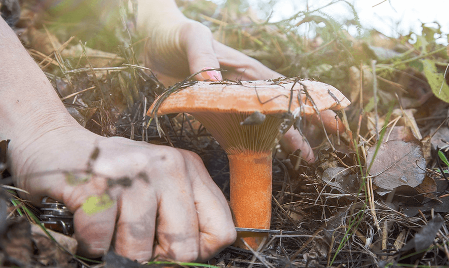 Lactarius deliciosus