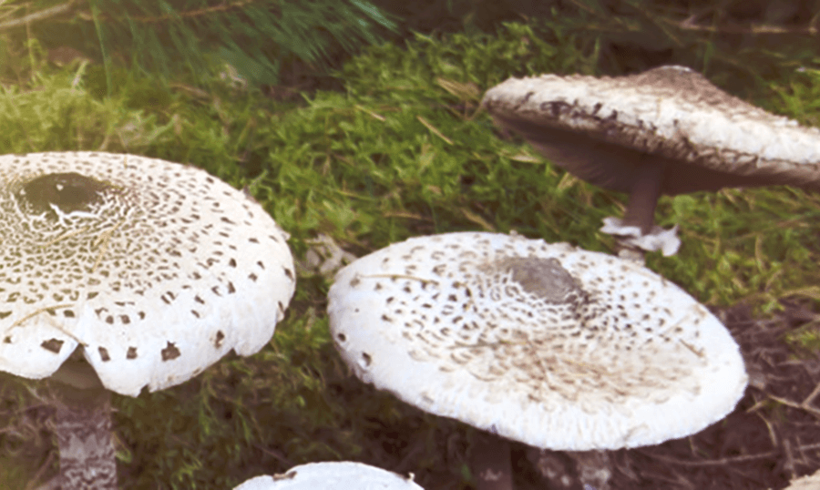 Macrolepiota procera