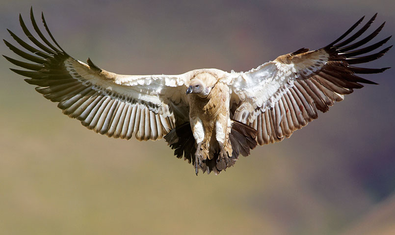Griffon Vulture - South Africa