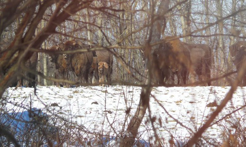 Matriarchal group of bison with their offspring