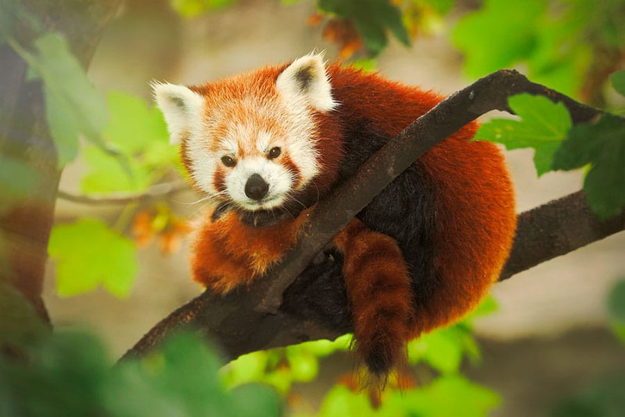 Panda Rojo de Nepal