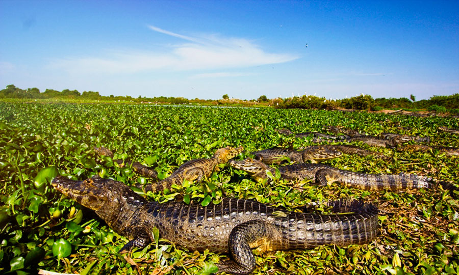 Wild Brazil: Alligator caimans resting in the sun