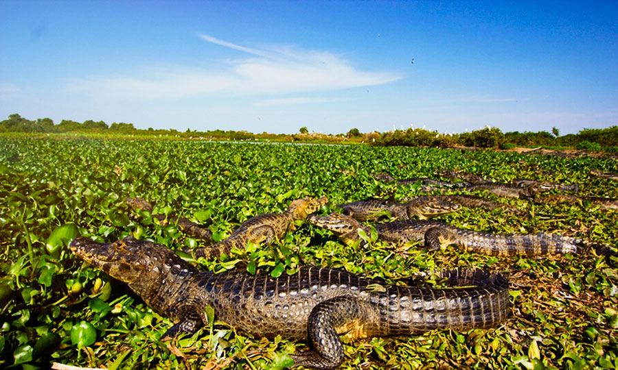 Caimanes yacarés reposando al sol