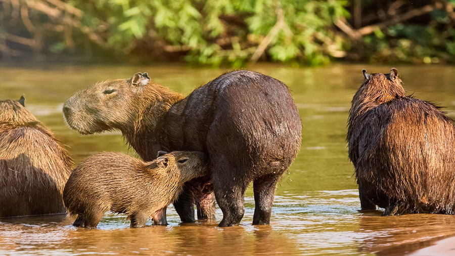 Grupo de capibaras huyendo del calor