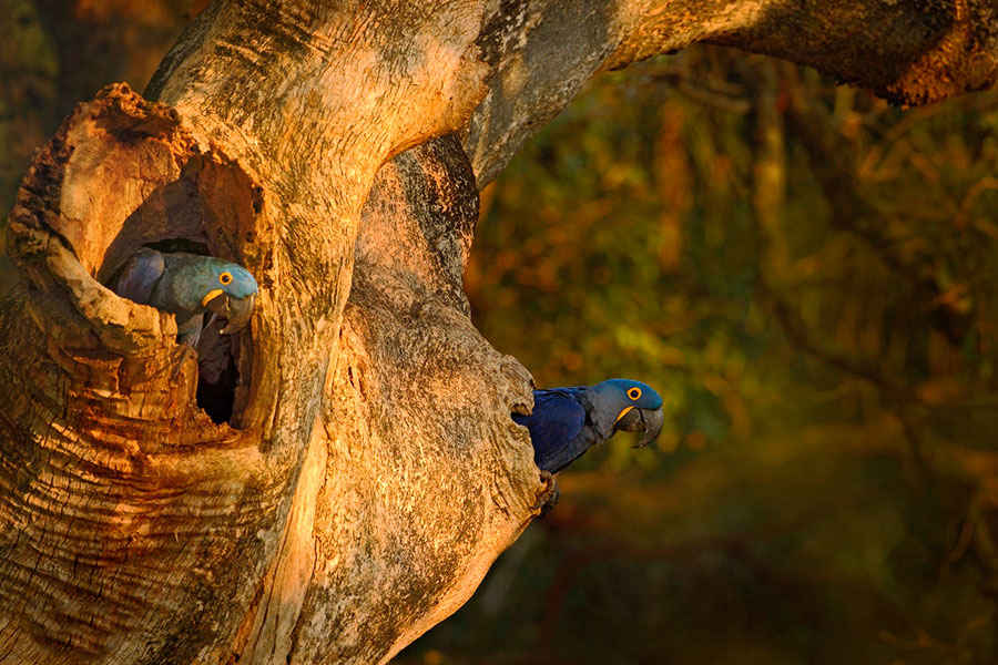 Guacamayos jacintos curioseando desde un tronco