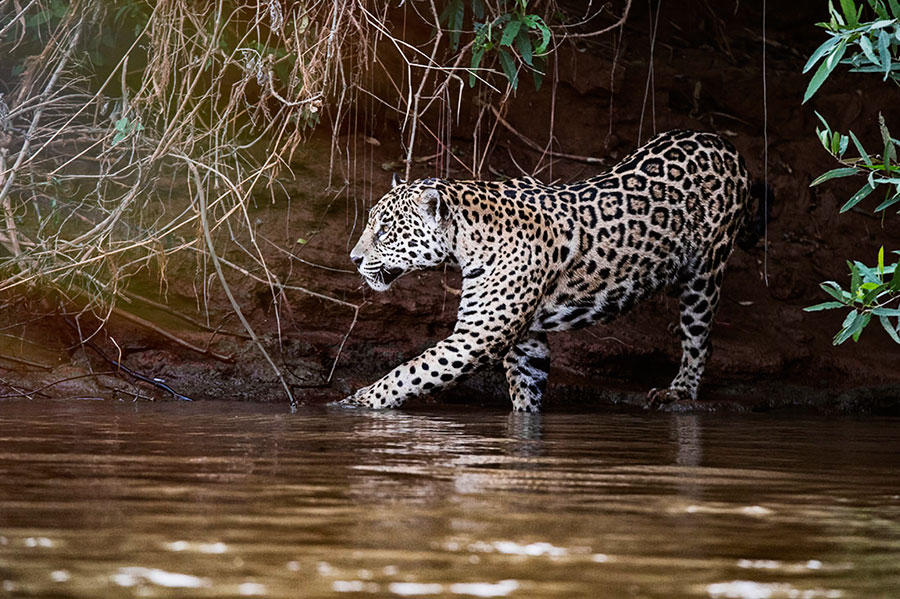 Jaguar walks cautiously along the banks of the Piquiri River