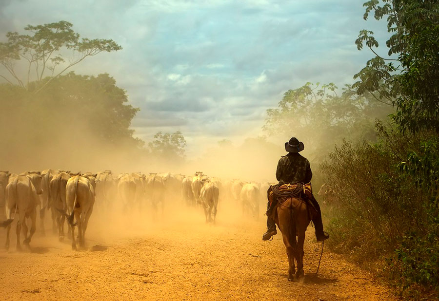 Local man guiding cattle through the Transpantaneira