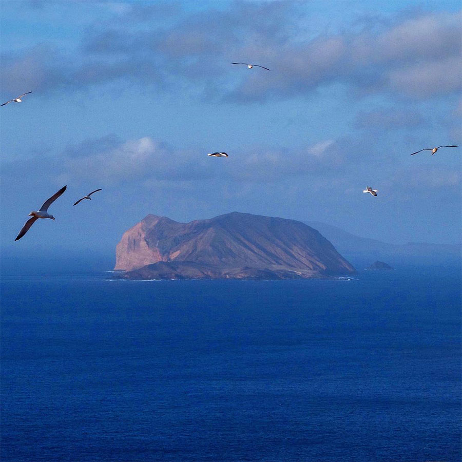 Seabirds in the Chinijo archipelago