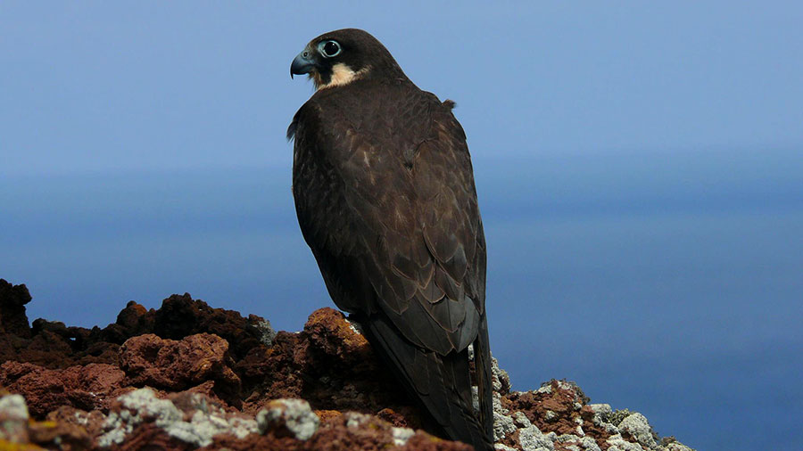 Halcón de Eleonora (Chinijo)