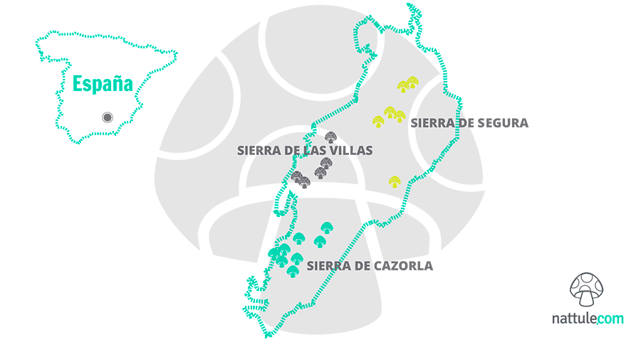Mycology in Cazorla Segura and las Villas