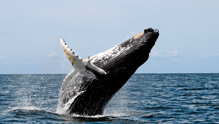 Las magníficas ballenas jorobadas