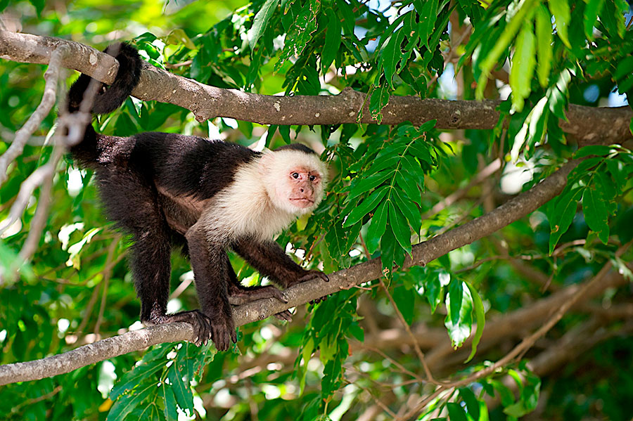 Mono capuchino, Fauna de Costa Rica