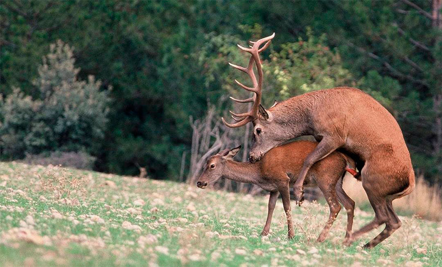 mating deer