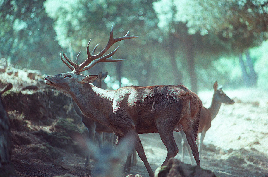 Deer in the Natural Park