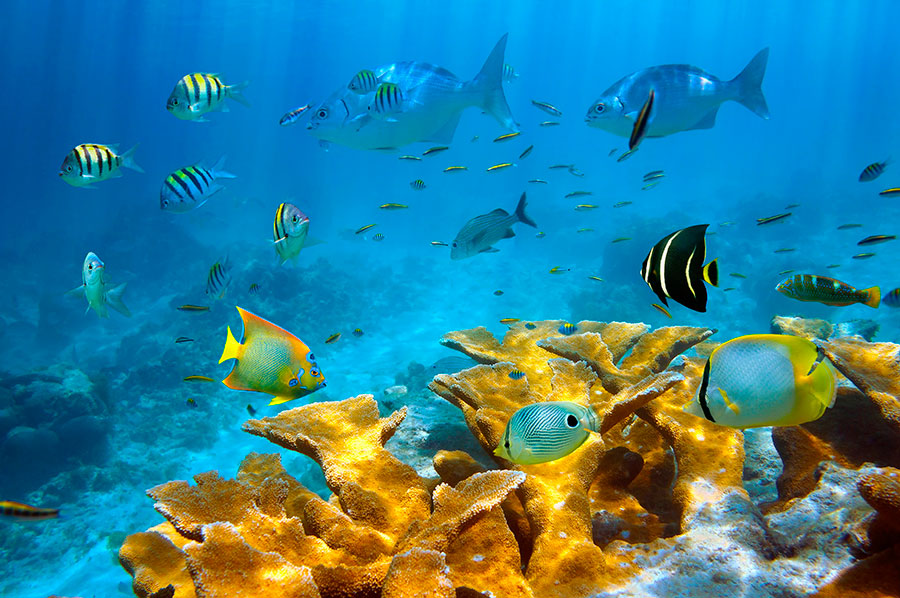 Fondos marinos llenos de vida Fauna de Costa Rica