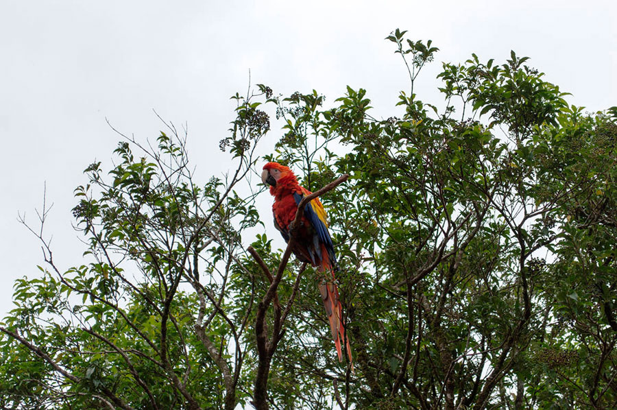 A colorful macaw watches from the tree