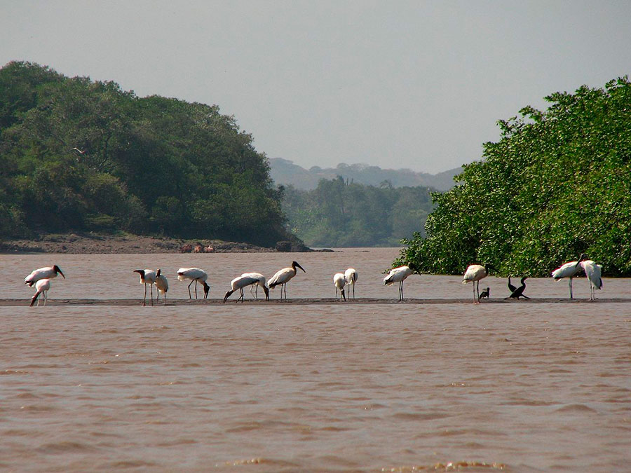 Grupo de jabirúes en el río Tempisque