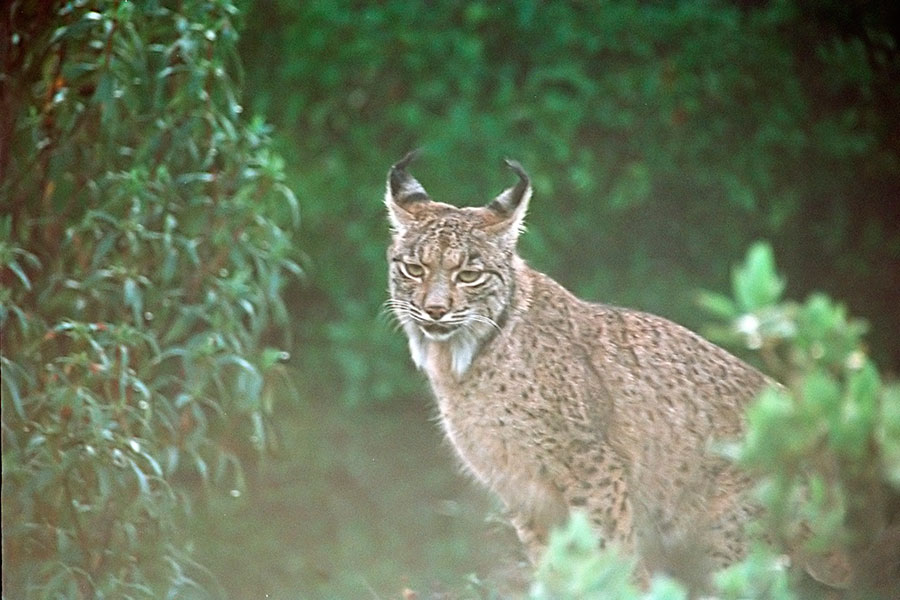 Iberian lynx in Sierra Morena