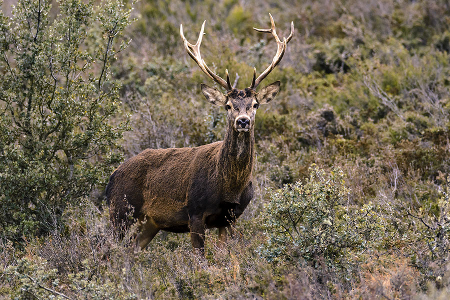 Imposing male in the Sierra de la Culebra
