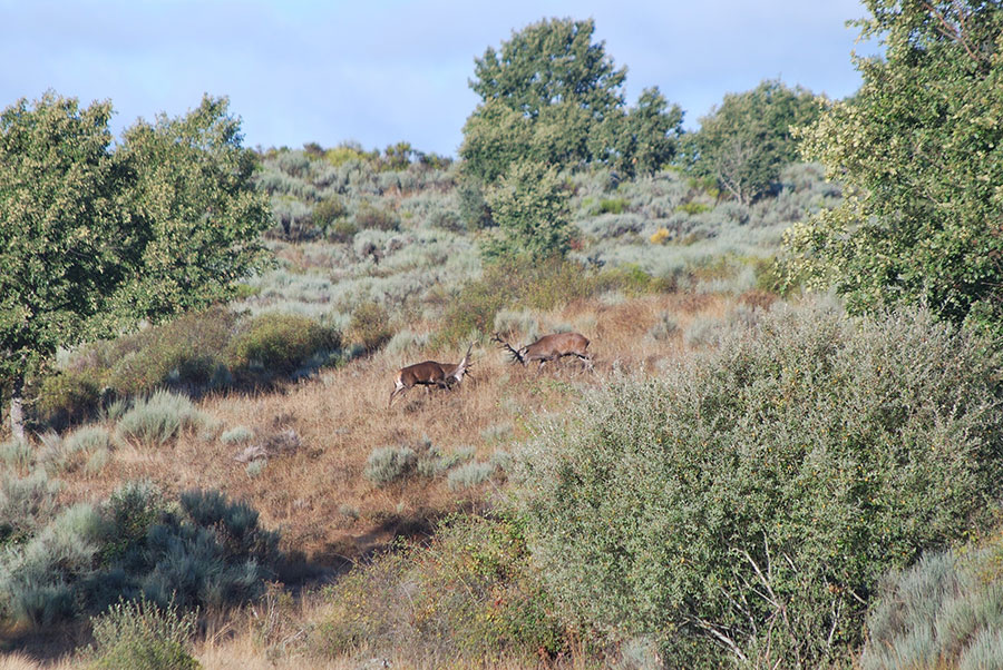 the rutting in Spain