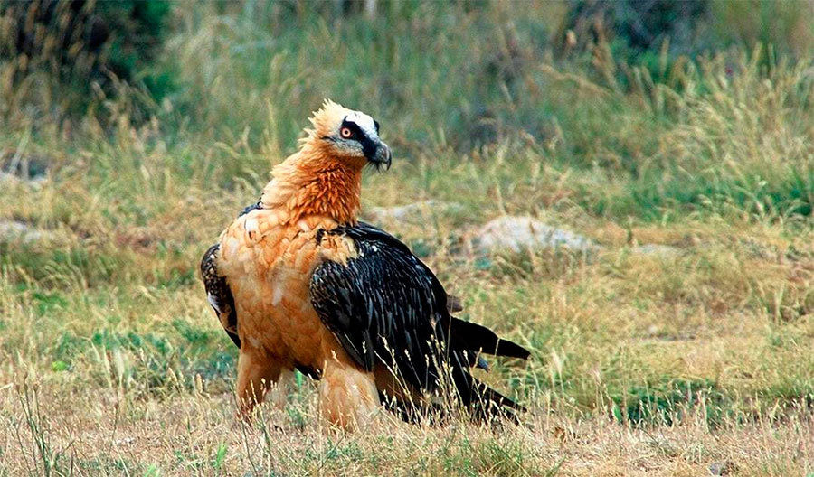 Bearded Vulture in the Boumort National Reserve