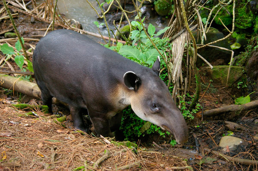 Un tímido tapir en la selva de Corcovado