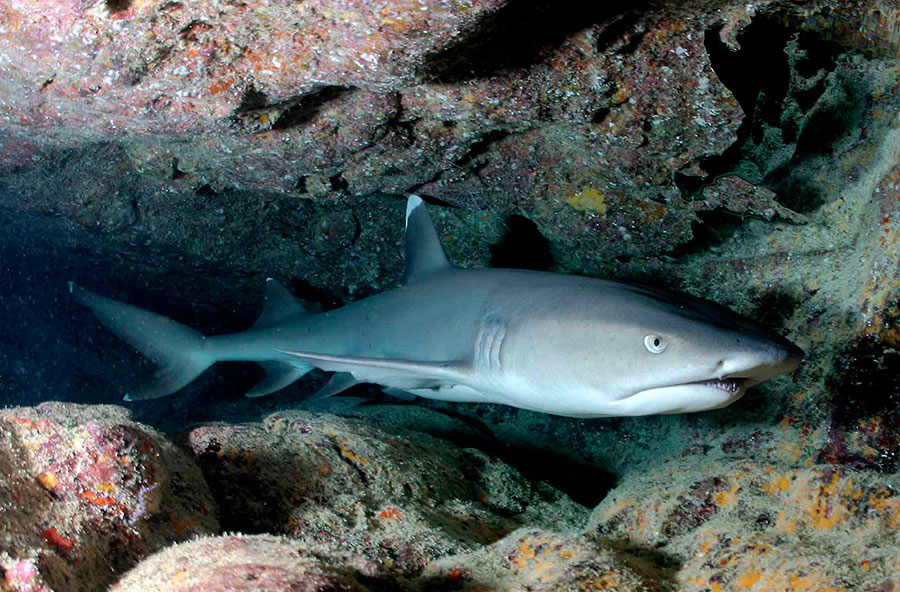 This is the territory of the whitetip shark