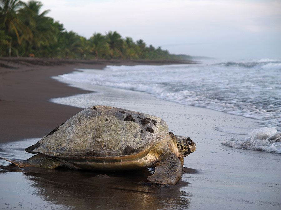 Ejemplar de tortuga verde en el litoral de Tortuguero