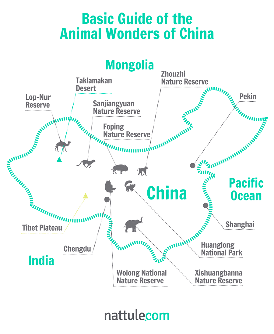 Basic Guide of the Animal Wonders of China