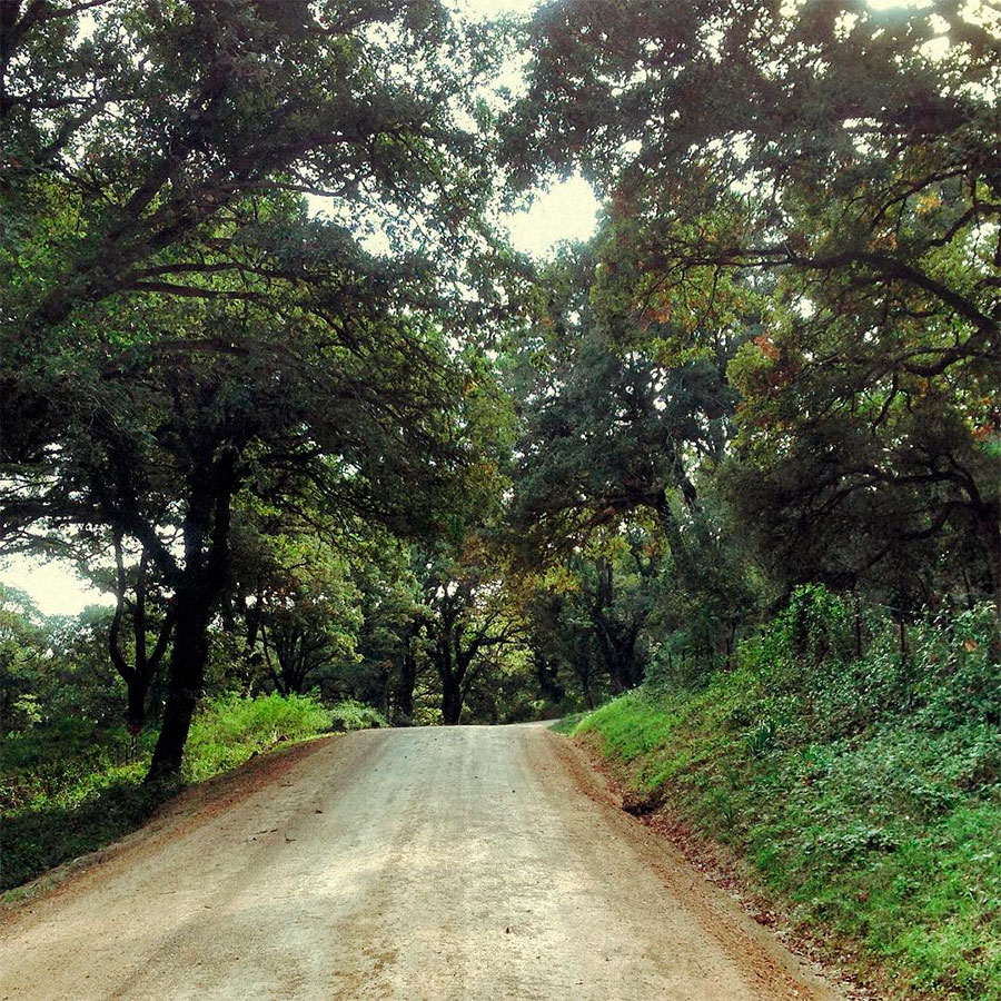 Road to La Sauceda