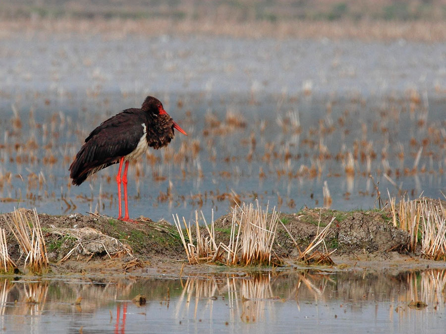 Black stork fauna in Doñana