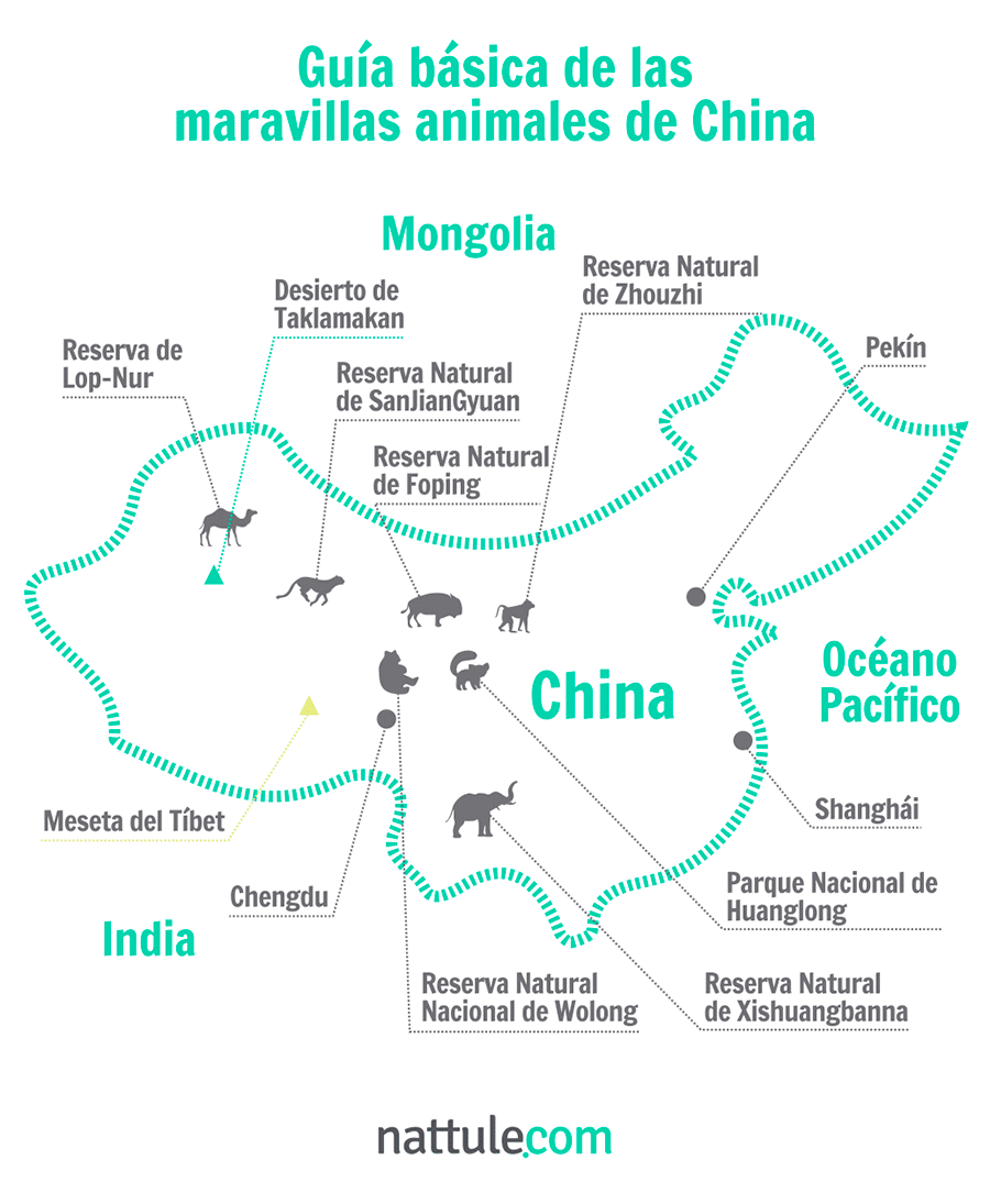 Guía básica de las maravillas animales de China