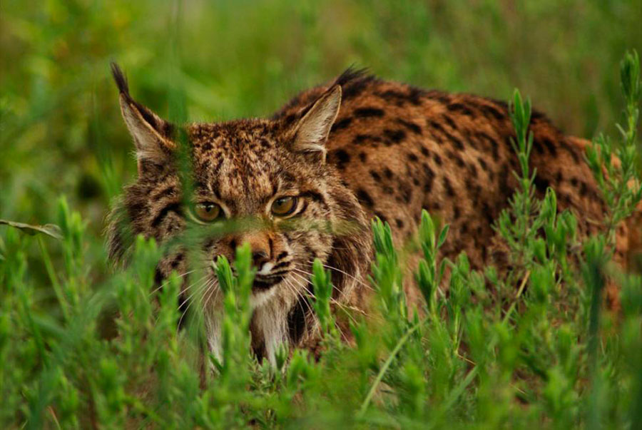 fauna in Doñana Iberian lynx