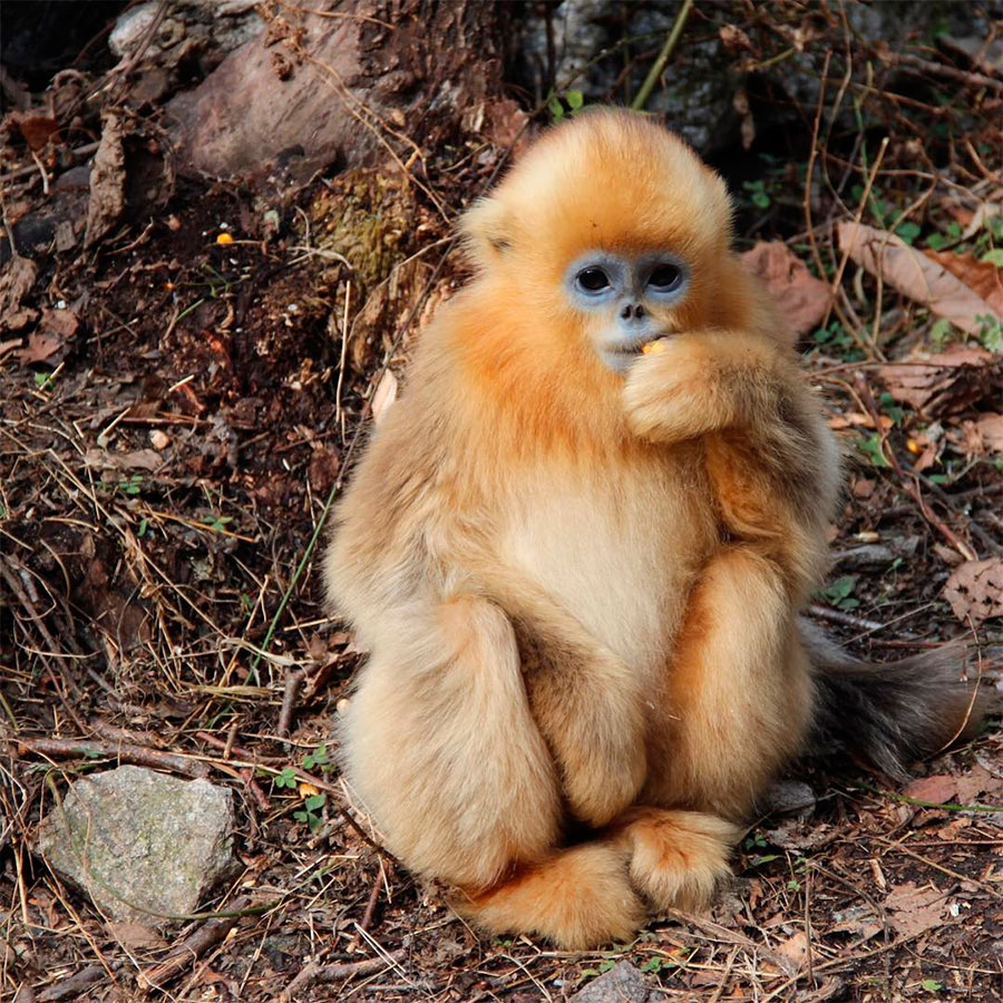 Golden snub-nosed monkey animals of China