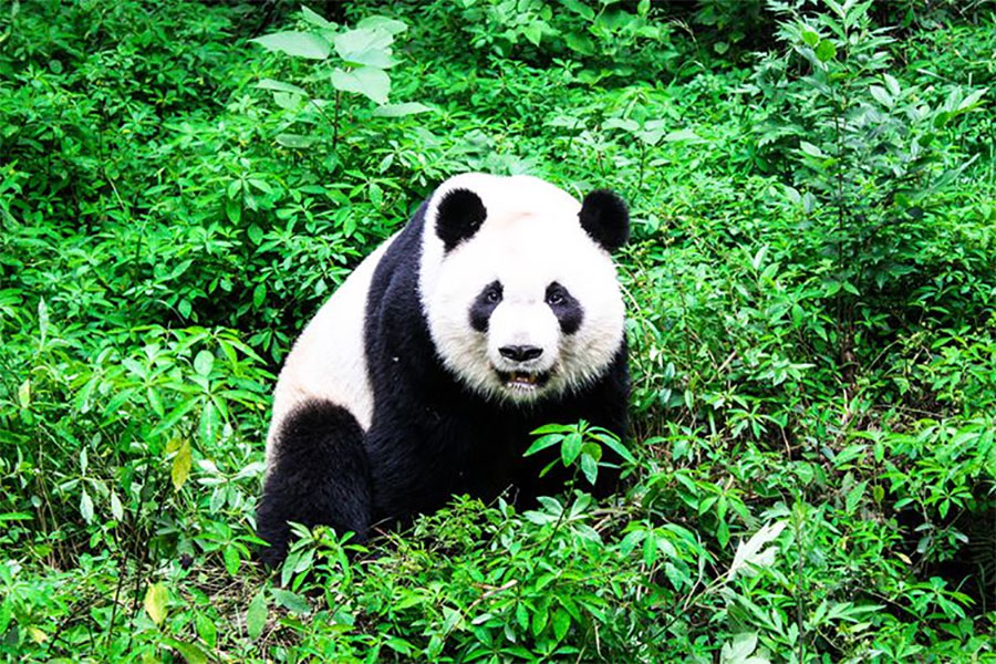Following the Amazing Animals of China: an Eastern Mishmash of Biodiversity