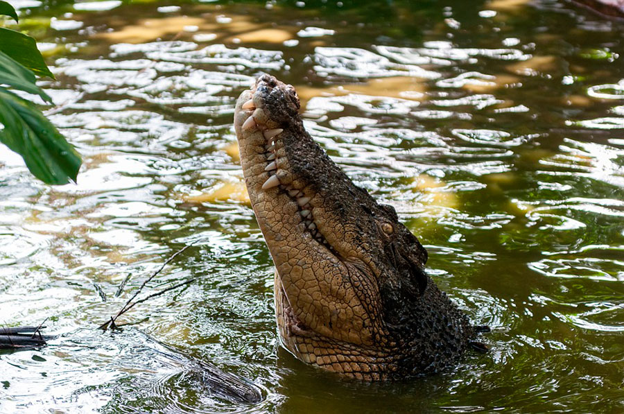 Australian marine crocodile