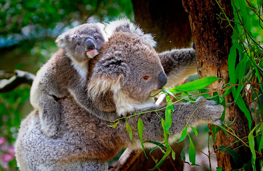 koalas, la naturaleza en Australia