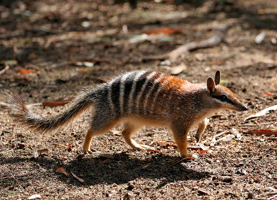 Fauna en Australia