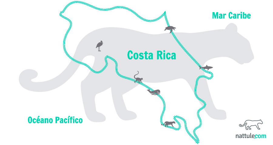 Fauna de Costa Rica: 6 paraísos faunísticos en el laboratorio viviente