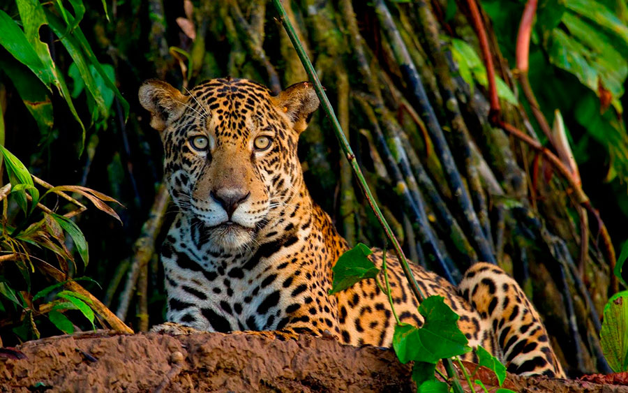 The king of Costa Rica: the jaguar