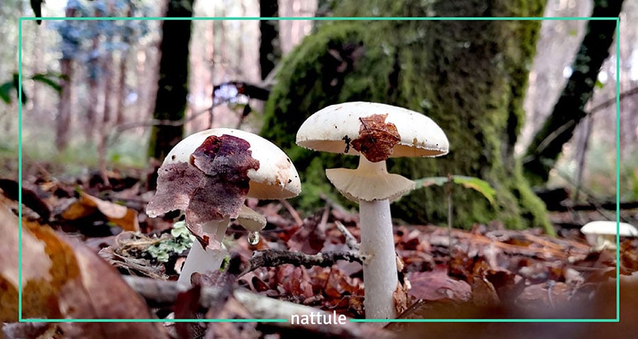 8 Types of Mushrooms Found in 3 Mountains: Cazorla, Segura and las Villas