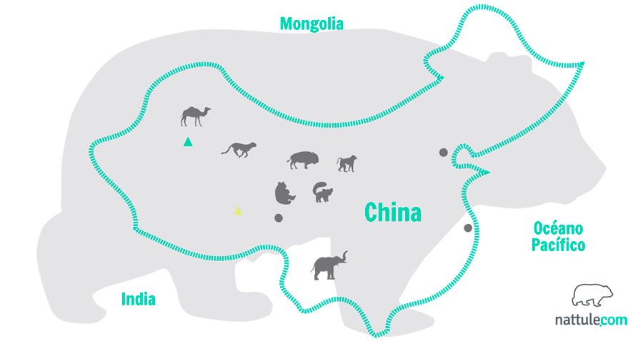 Animales De China Tras Las Maravillas De Oriente Nattule Blog
