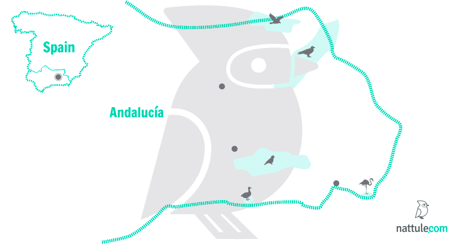 5 Natural Sanctuaries in Eastern Andalucía for Bird Lovers